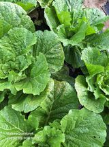 팜모닝 배추·병해충상담 게시글 이미지