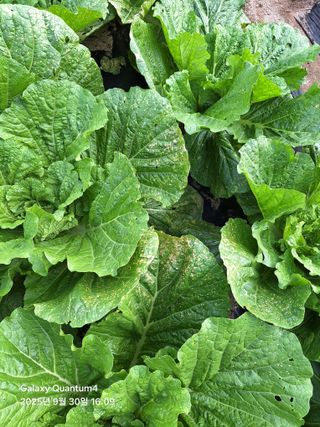 (복조리농장)김찬두님의 배추 · 병해충상담 작성글 사진