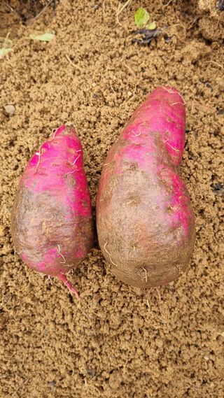 함영규님의 고구마 · 병해충상담 작성글 사진