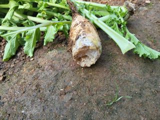 윤무섭님의 기타작물 · 병해충상담 작성글 사진