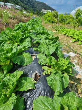 오이19196님의 배추 · 병해충상담 작성글 사진