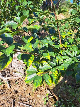 귀산촌님의 기타작물 · 병해충상담 작성글 사진