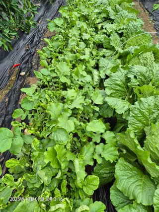 장경식님의 기타작물 · 병해충상담 작성글 사진