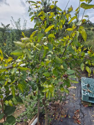 김대연님의 기타작물 · 병해충상담 작성글 사진
