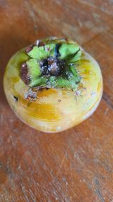 팜모닝 감·병해충상담 게시글 이미지