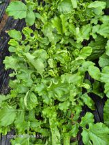 팜모닝 기타작물·병해충상담 게시글 이미지