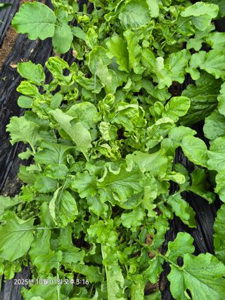 장경식님의 기타작물 · 병해충상담 작성글 사진