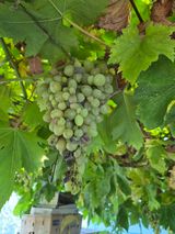 조준영님의 포도·병해충상담 작성글 사진