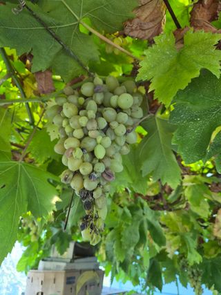 조준영님의 포도 · 병해충상담 작성글 사진