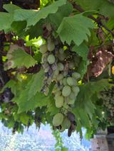 조준영님의 포도·병해충상담 작성글 사진