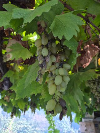 조준영님의 포도 · 병해충상담 작성글 사진