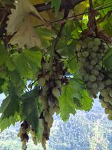 팜모닝 포도·병해충상담 게시글 이미지