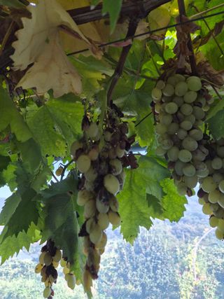 조준영님의 포도·병해충상담 작성글 사진