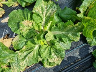 나기형님의 배추 · 병해충상담 작성글 사진