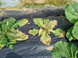 나기형님의 배추 · 병해충상담 작성글 사진