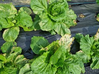 나기형님의 배추 · 병해충상담 작성글 사진