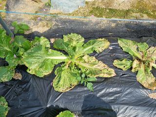 나기형님의 배추 · 병해충상담 작성글 사진