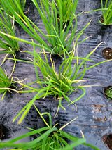 팜모닝 파·병해충상담 게시글 이미지