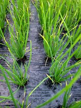 yooagasi님의 파·병해충상담 작성글 사진