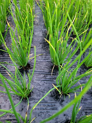 yooagasi님의 파 · 병해충상담 작성글 사진