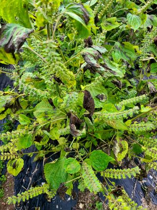 yooagasi님의 들깨 · 병해충상담 작성글 사진