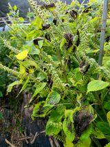 팜모닝 들깨·병해충상담 게시글 이미지