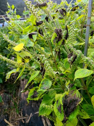 yooagasi님의 들깨 · 병해충상담 작성글 사진