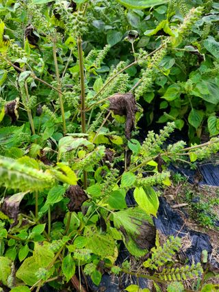 yooagasi님의 들깨 · 병해충상담 작성글 사진