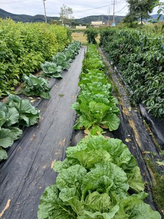 백영호님의 배추 · 병해충상담 작성글 사진