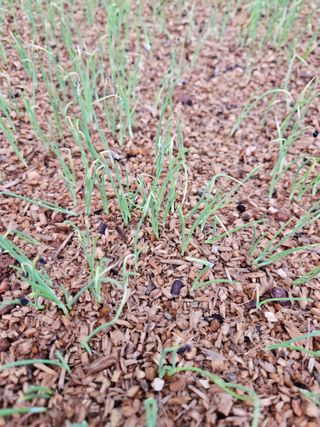 이은영님의 양파 · 병해충상담 작성글 사진