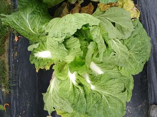 백영호님의 배추 · 병해충상담 작성글 사진