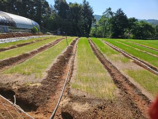 이은영님의 양파 · 병해충상담 작성글 사진