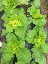 팜모닝 배추·병해충상담 게시글 이미지