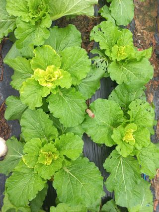 오웅진님의 배추 · 병해충상담 작성글 사진