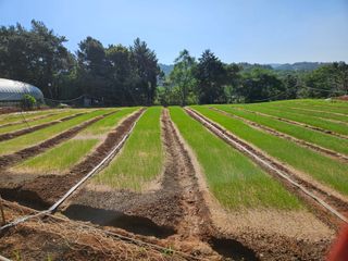 이은영님의 양파 · 병해충상담 작성글 사진