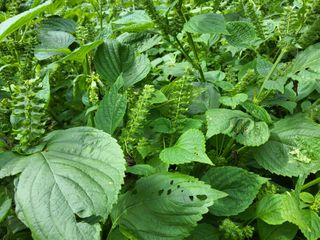 윤무섭님의 들깨 · 병해충상담 작성글 사진