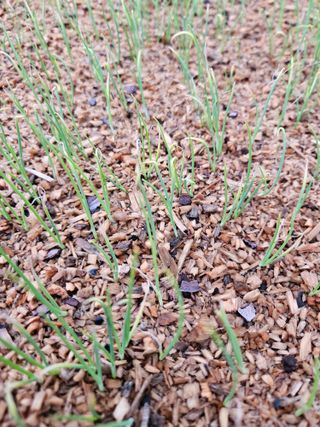 이은영님의 양파 · 병해충상담 작성글 사진