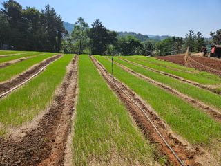 이은영님의 양파 · 병해충상담 작성글 사진