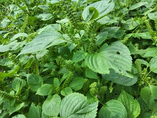 윤무섭님의 들깨 · 병해충상담 작성글 사진