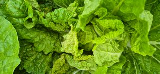 초보농부님의 배추 · 병해충상담 작성글 사진