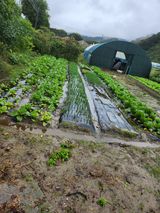 팜모닝 배추·병해충상담 게시글 이미지
