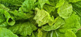 초보농부님의 배추 · 병해충상담 작성글 사진