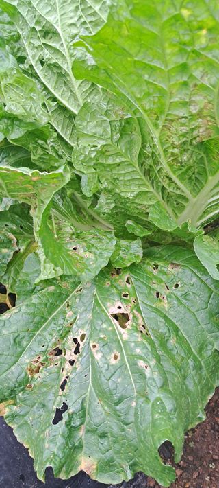 황민수님의 배추 · 병해충상담 작성글 사진