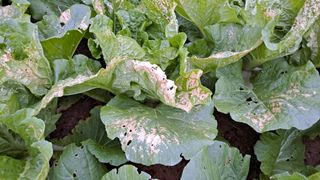 토종농사꾼님의 배추 · 병해충상담 작성글 사진