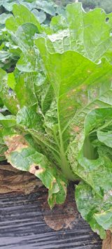 팜모닝 배추·병해충상담 게시글 이미지