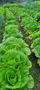 팜모닝 배추·병해충상담 게시글 이미지