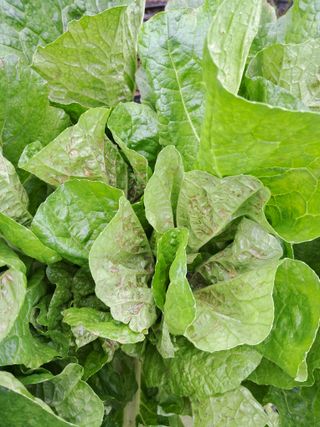 정호성님의 배추 · 병해충상담 작성글 사진