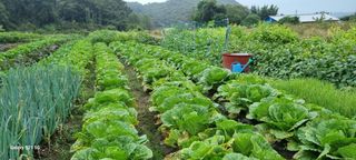 전순옥님의 배추 · 병해충상담 작성글 사진