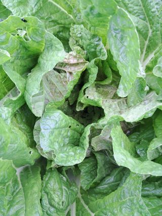 정호성님의 배추 · 병해충상담 작성글 사진