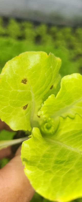 소심이님의 상추 · 병해충상담 작성글 사진